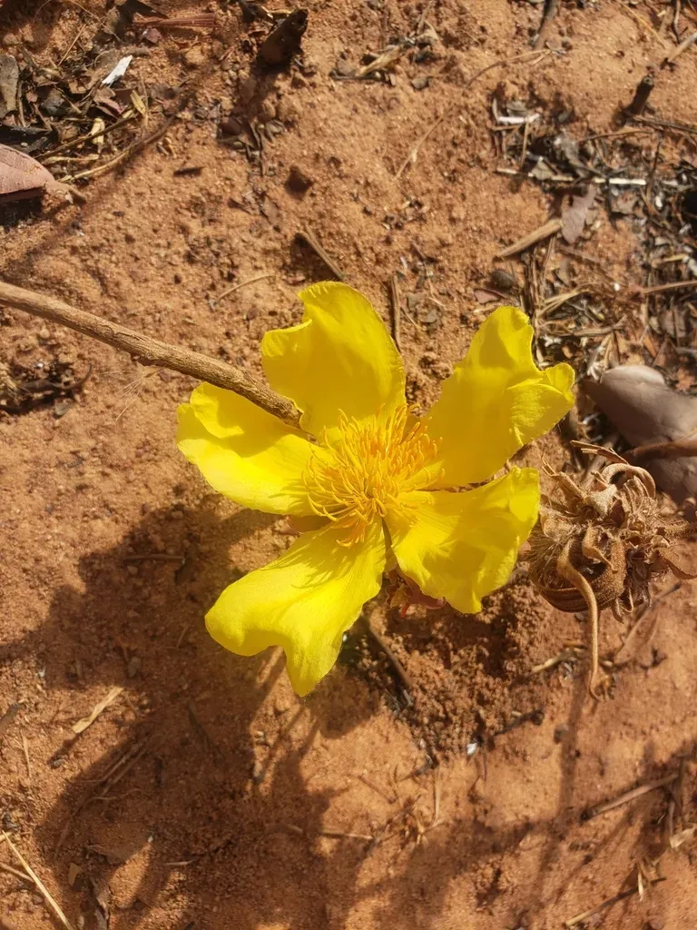 Yellow Silk Cotton Tree