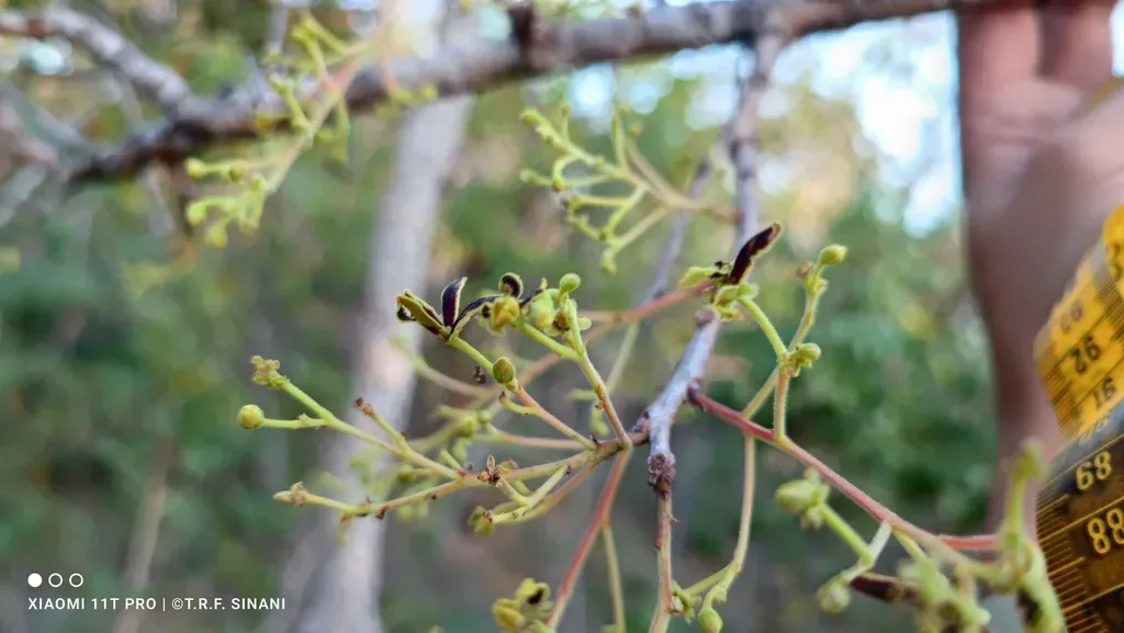 Astronium Fraxinifolium