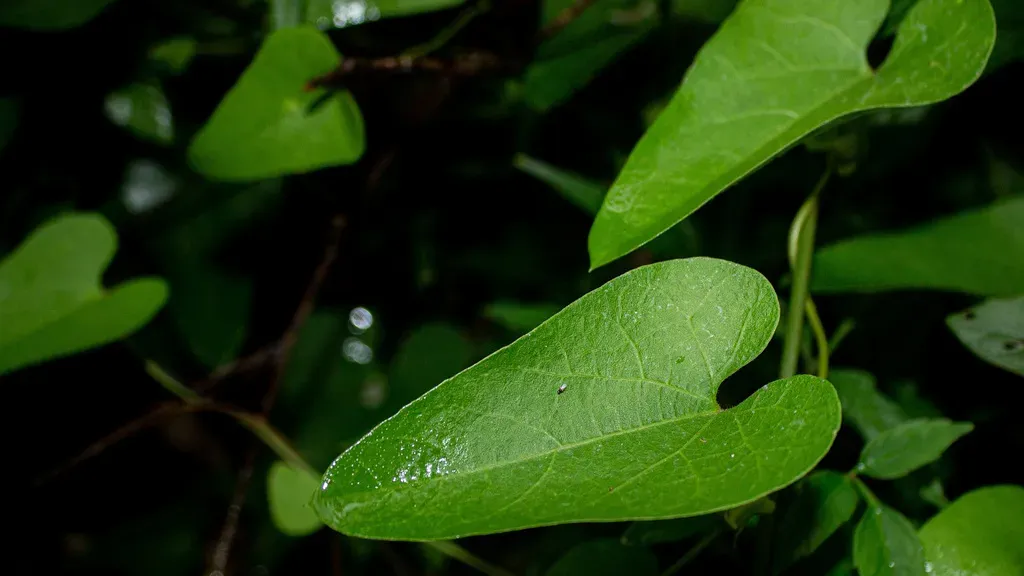 Harlequin Dutchman's Pipe