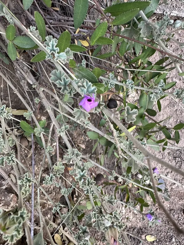 Blunt-leaved Chilean Globemallow