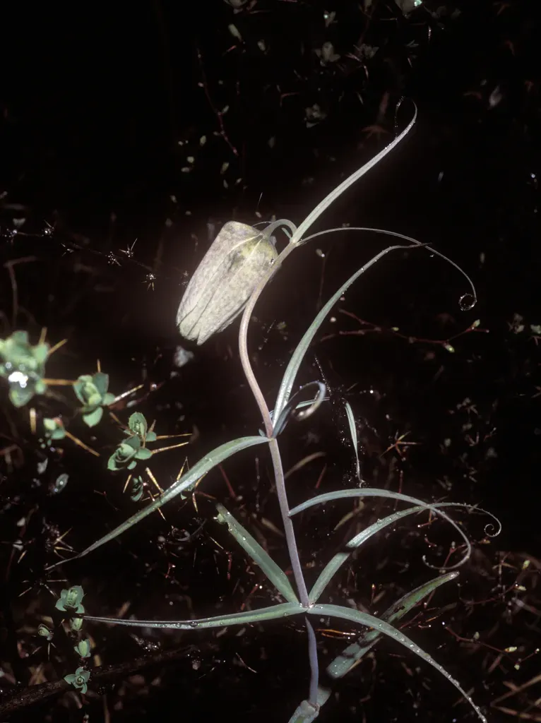 Fritillaria Verticillata