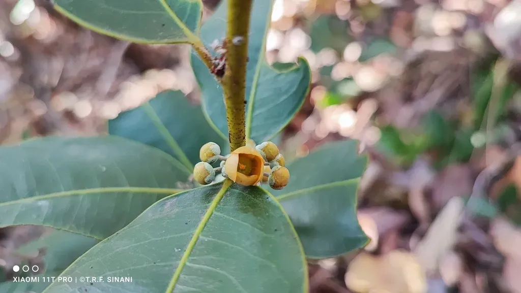 Salacia Impressifolia