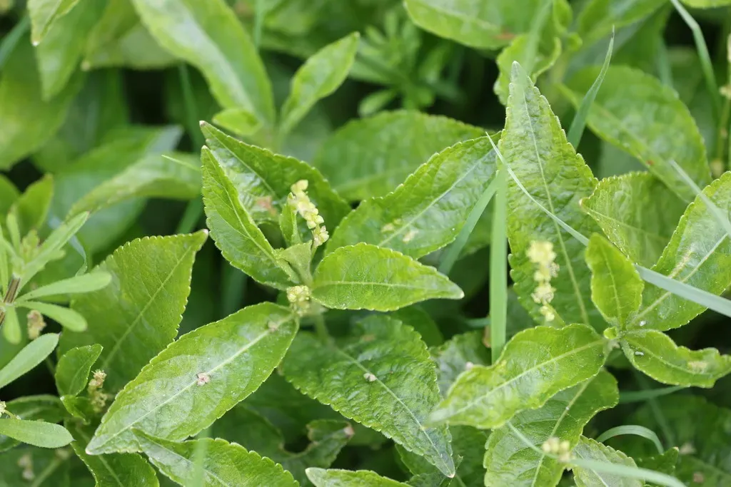 Dog's Mercury
