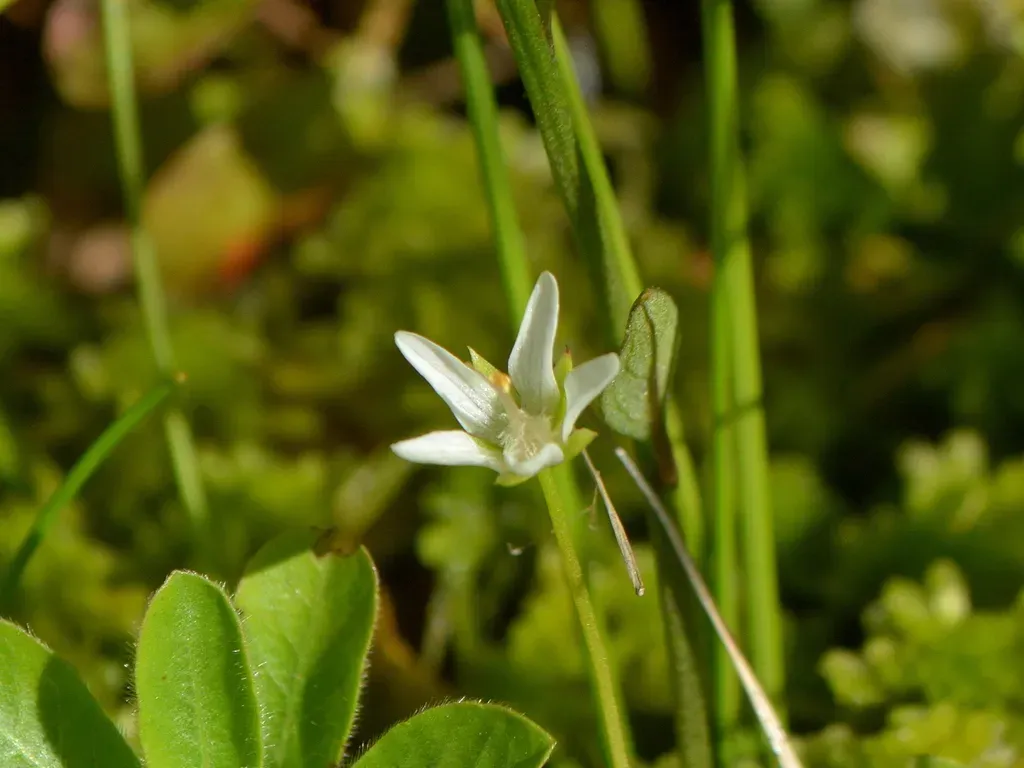 Lysimachia Filiformis