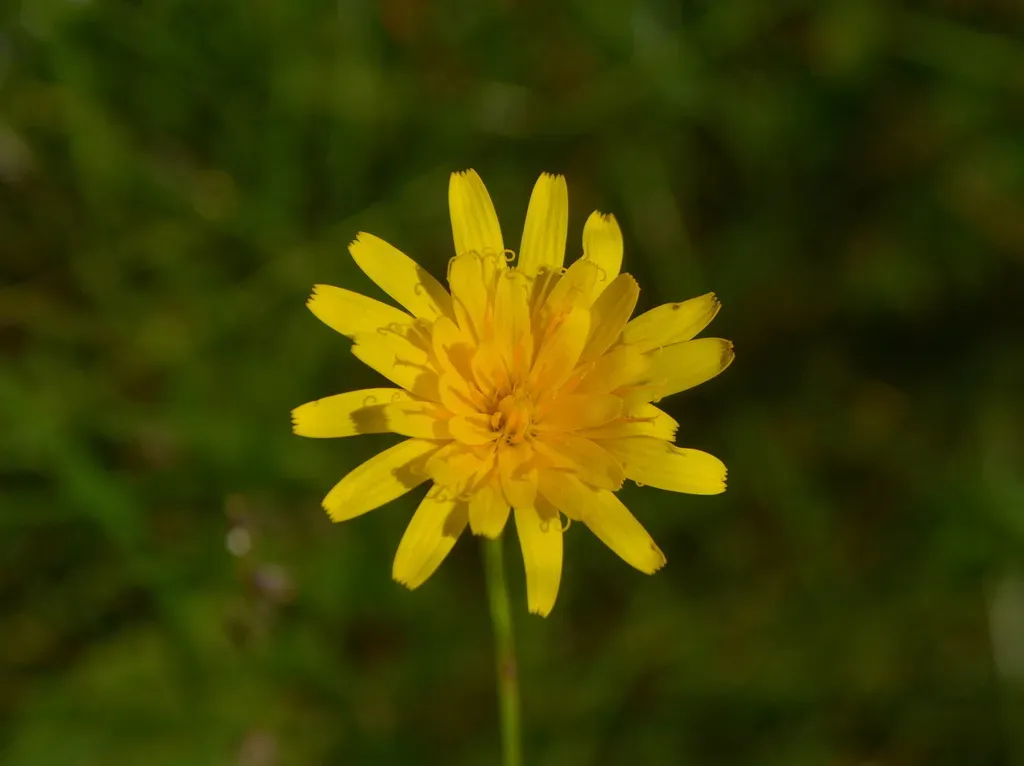 Hypochaeris Lutea