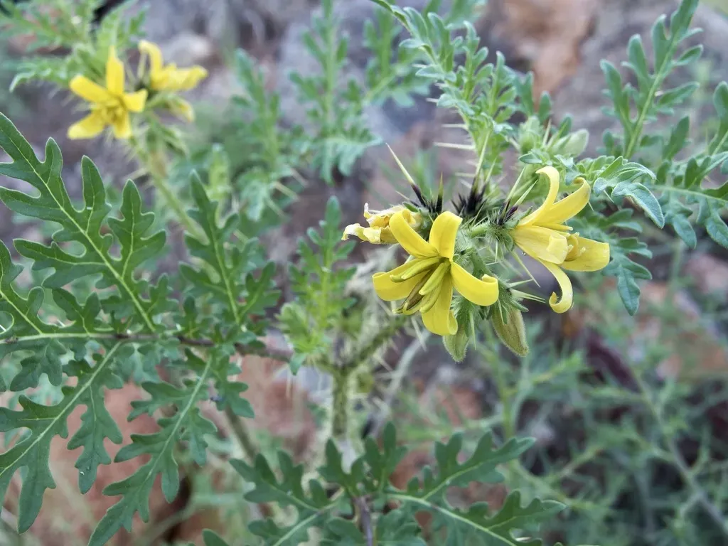 Sonoran Nightshade