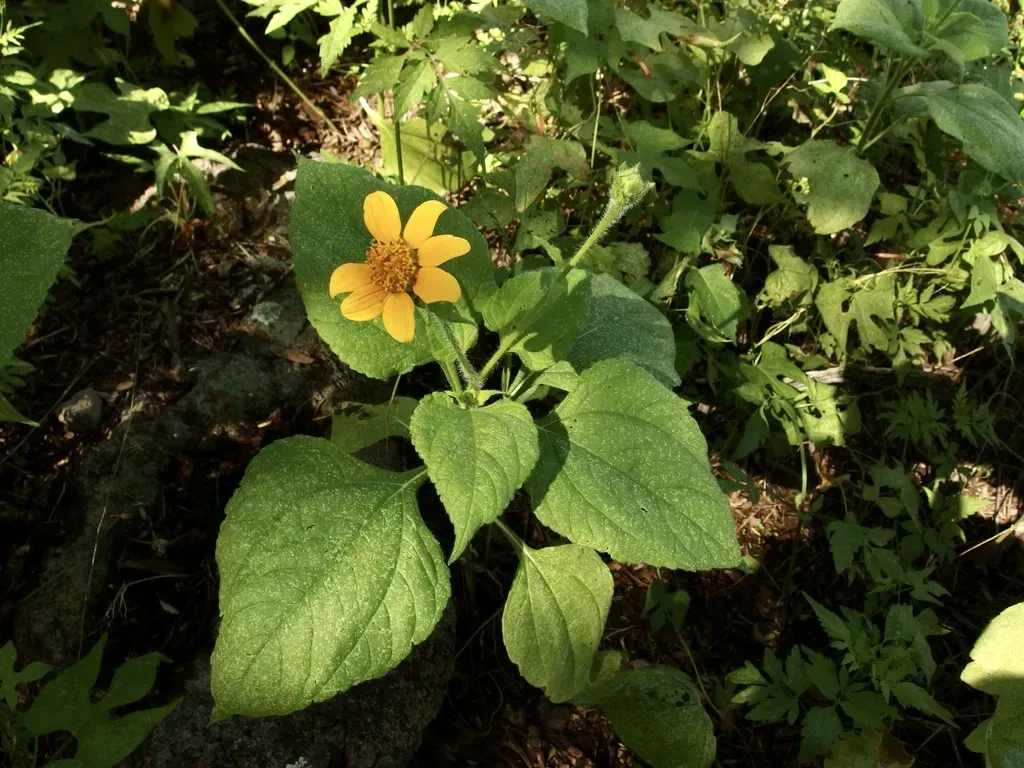 Arizona Sunflowerweed