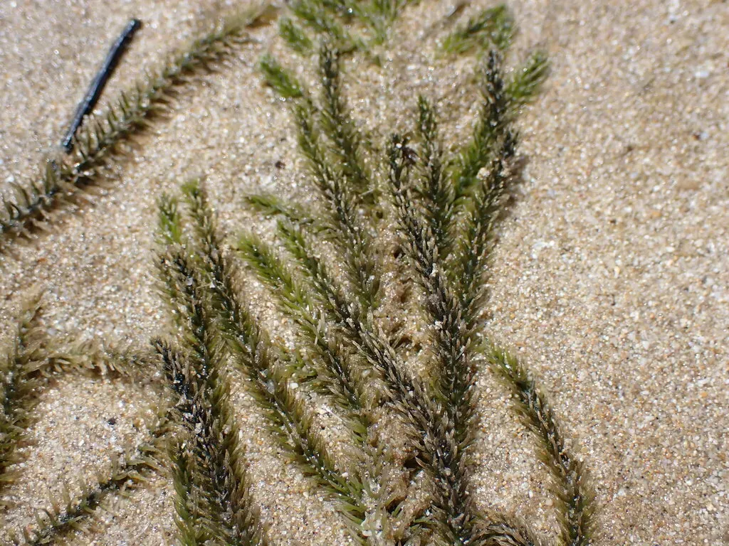Fern Caulerpa