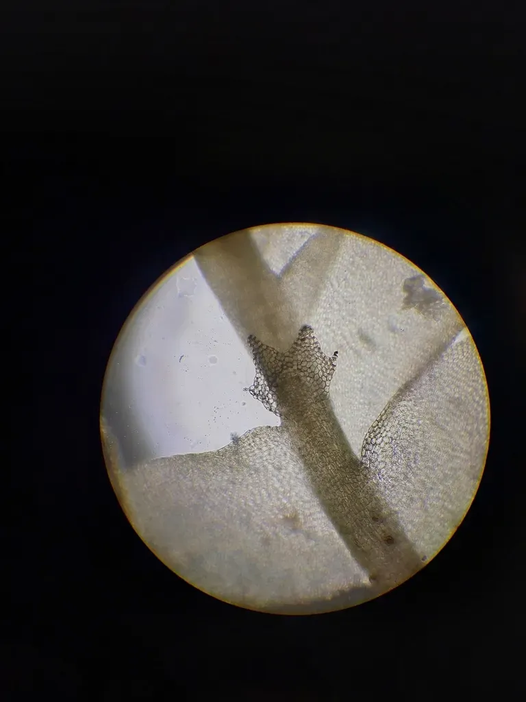 Chiloscyphus Novae-zeelandiae