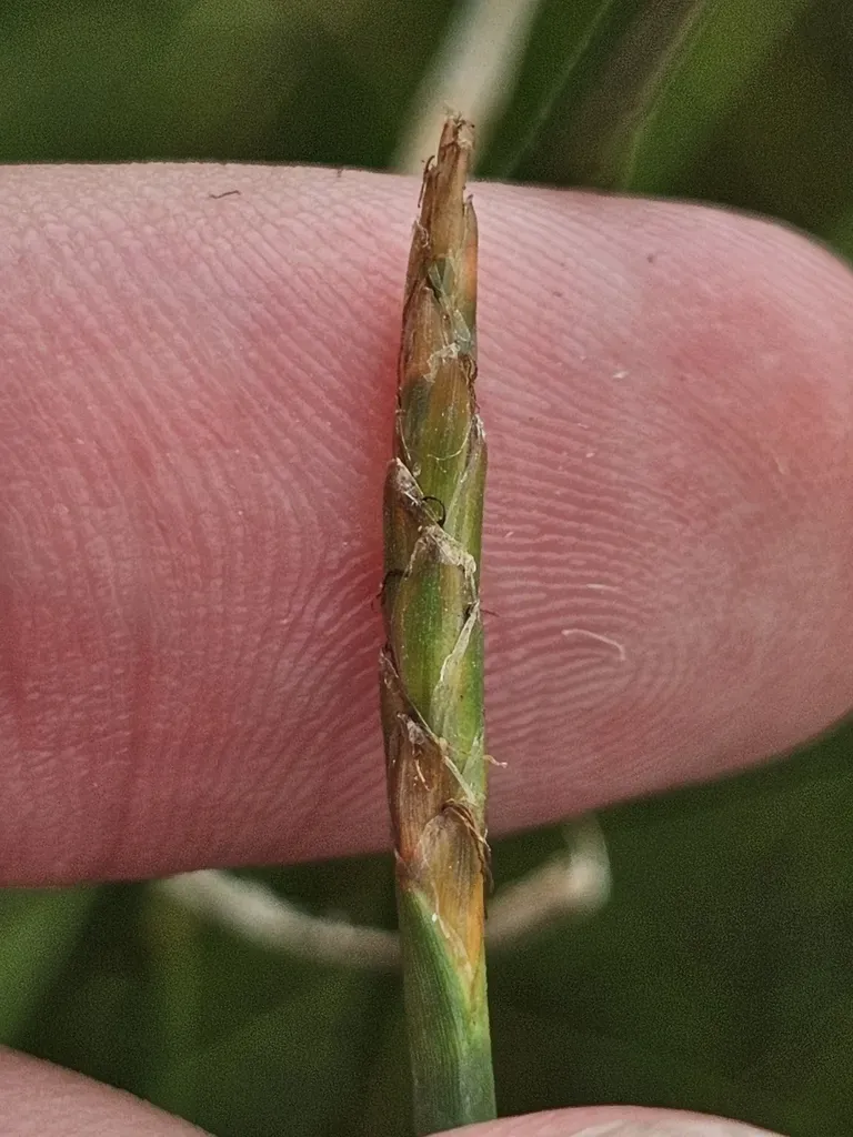 Eleocharis Ochrostachys