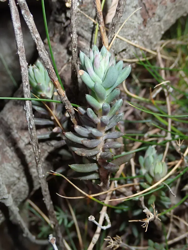 Mediterranean Stonecrop