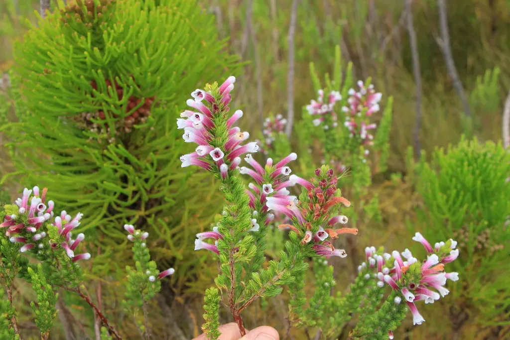 Prince Of Wales Heath