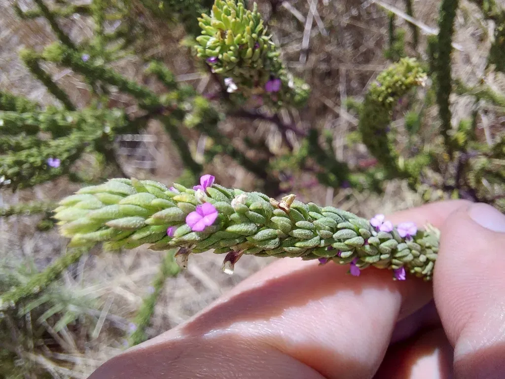 Spinetip Purplegorse