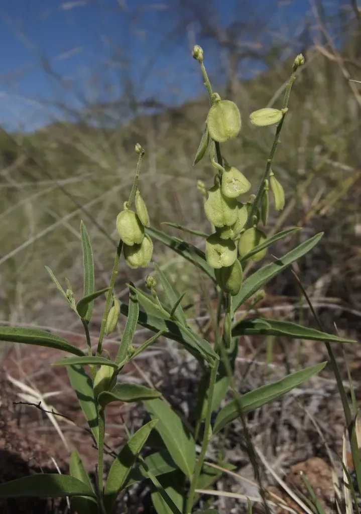 Velvetseed Milkwort