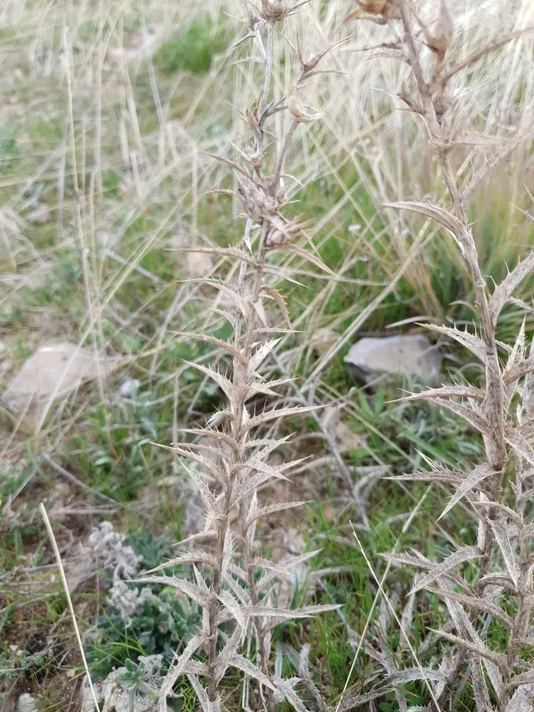 Carthamus Pectinatus