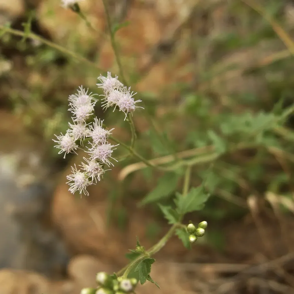 Sonoran Slender-thoroughwort