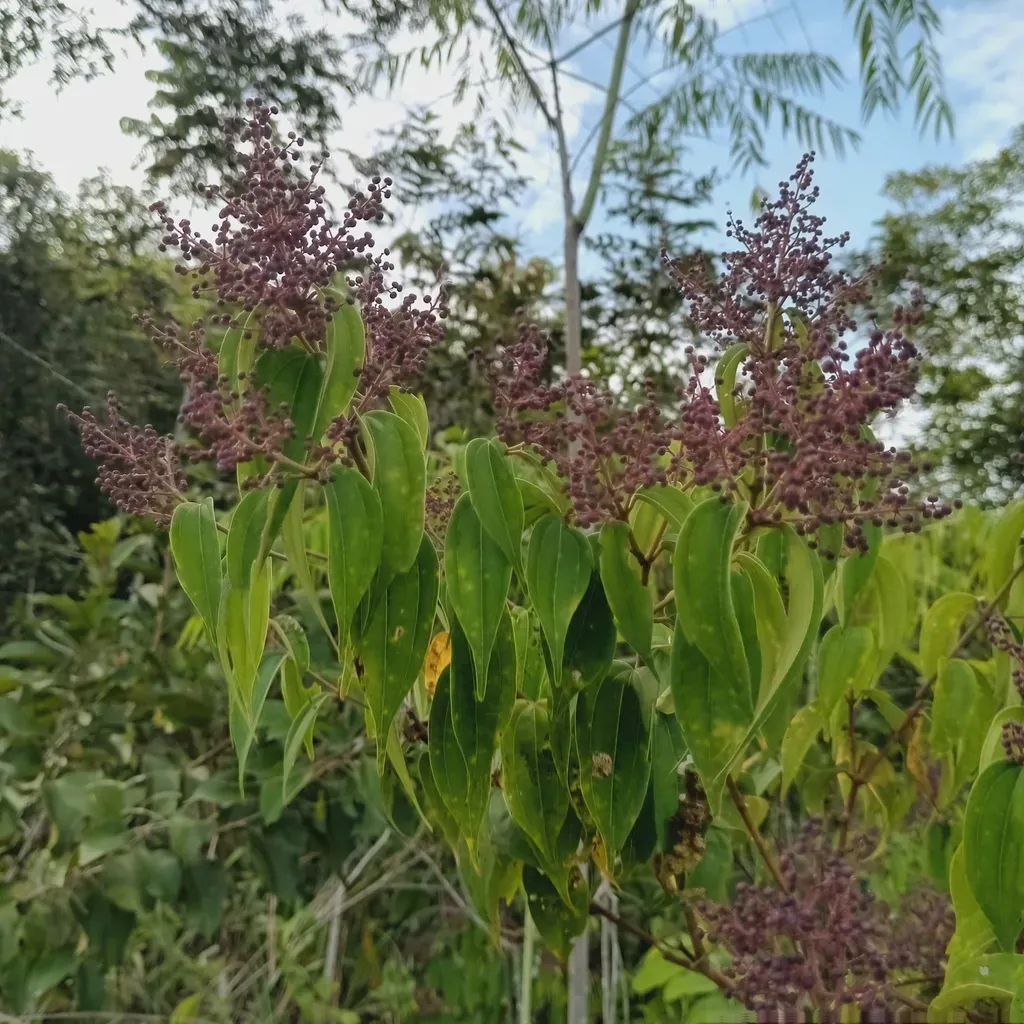 Miconia Minutiflora