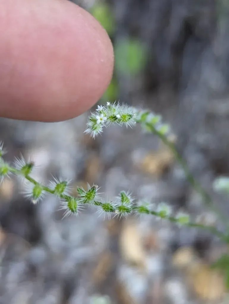 Cryptantha Echinosepala