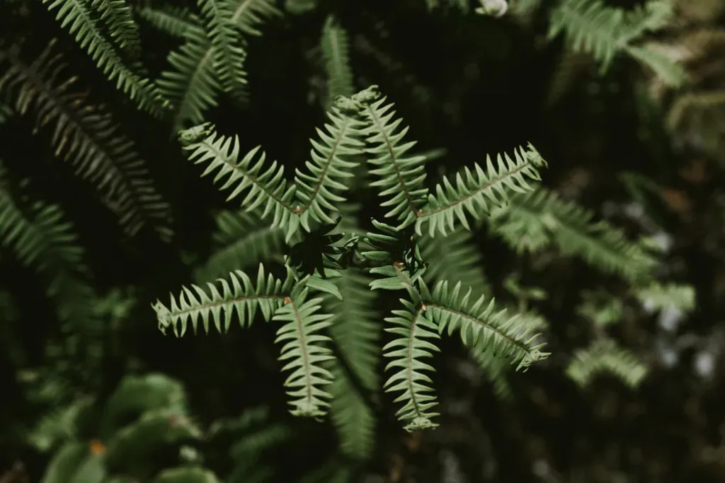 Sticherus Squamulosus