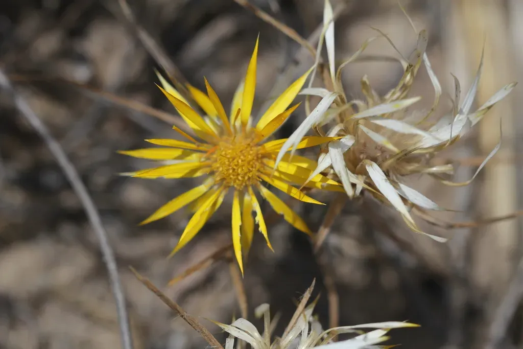 Doniophyton Anomalum