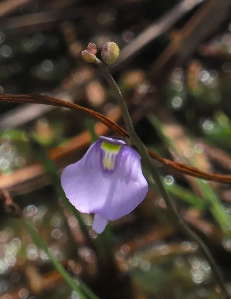 Utricularia Pubescens
