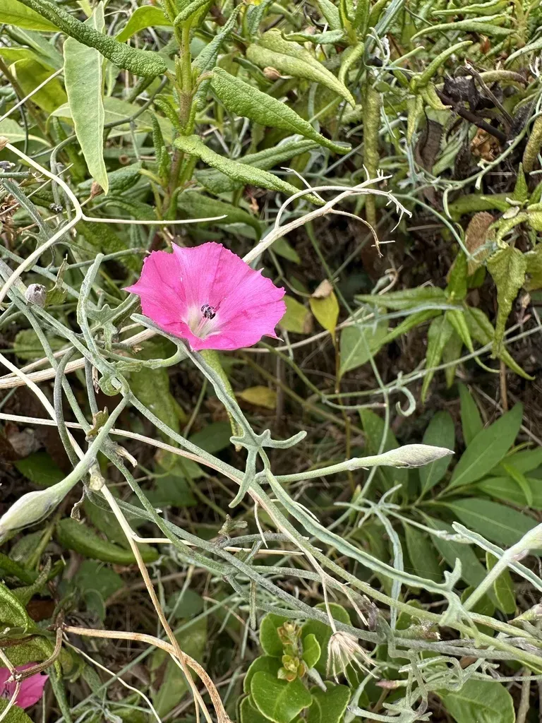 Convolvulus Chilensis
