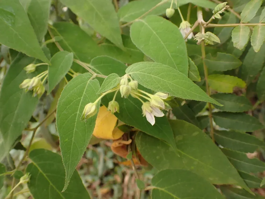 Solanum Didymum