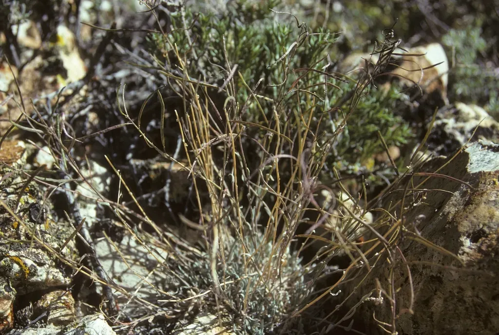 Bodie Hills Rockcress