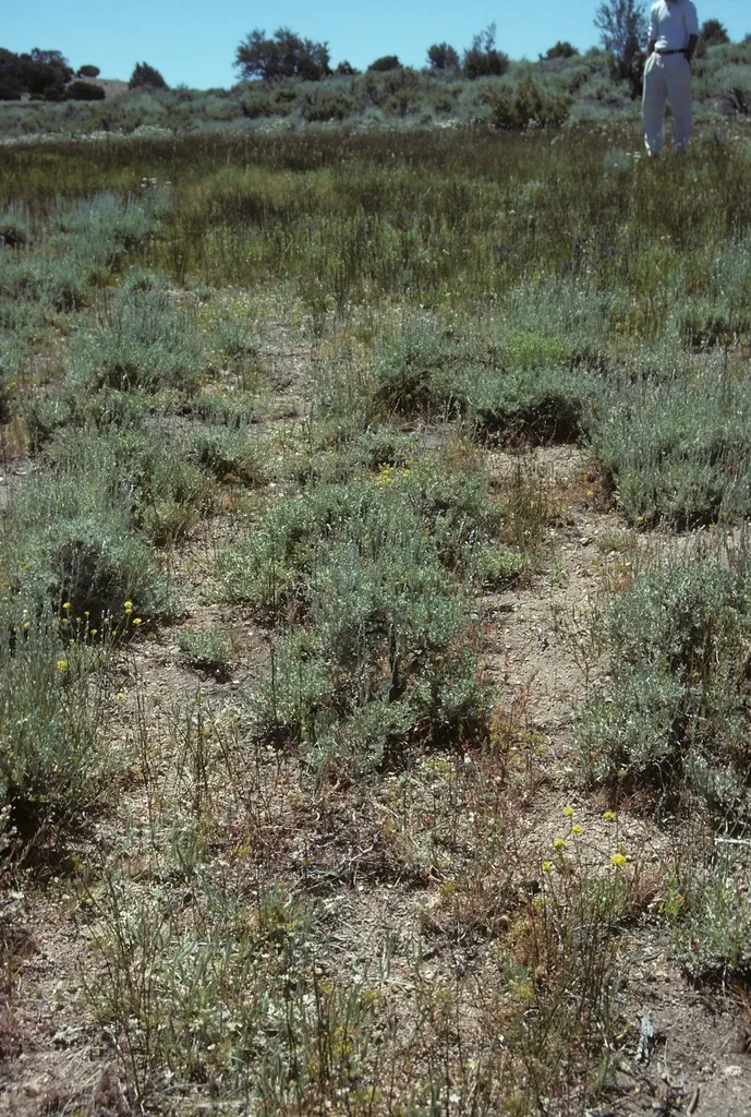 Pine Nut Mountain Mousetail