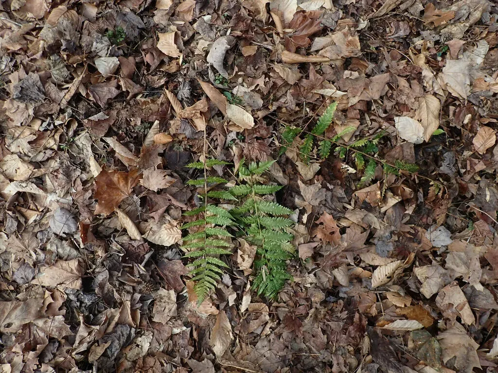 Log Fern