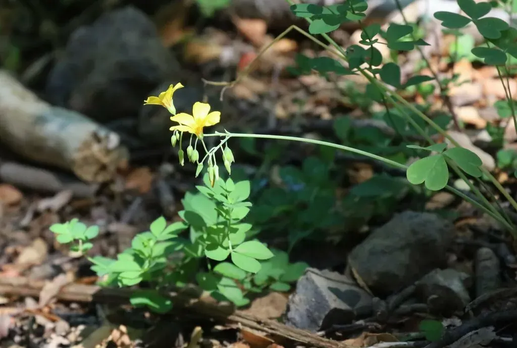 Chilean Yellow-sorrel