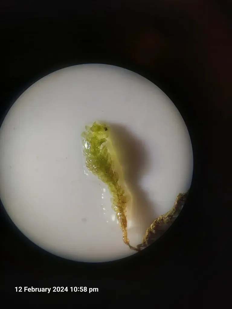 Balantiopsis Diplophylla