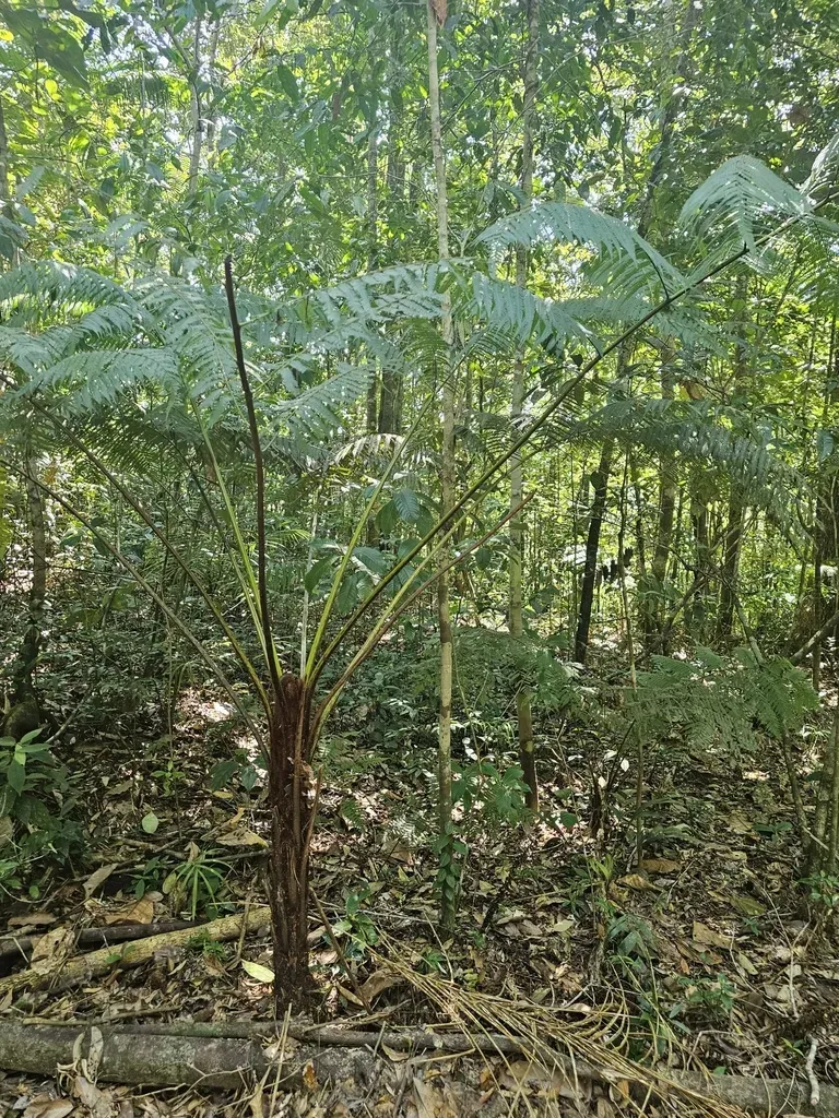 Cyathea Myosuroides