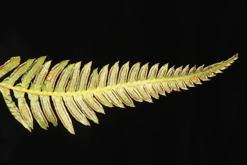 Pteris Muricata