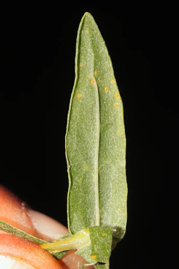 Baccharis Subalata