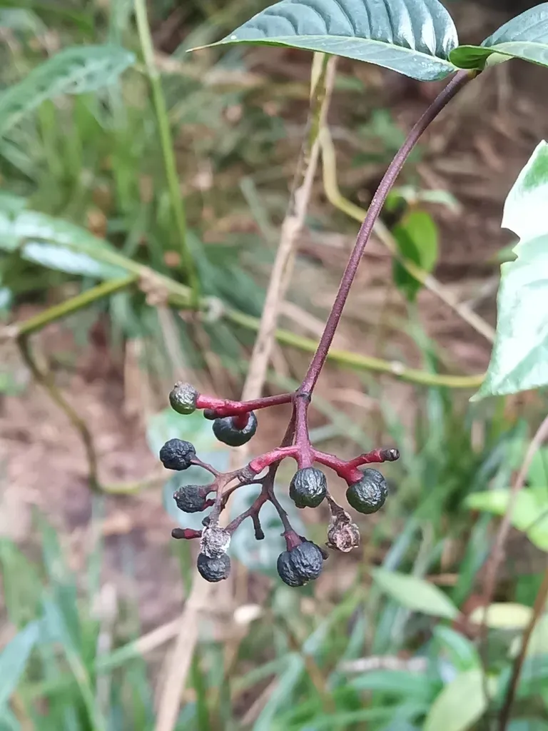 Palicourea Longiflora