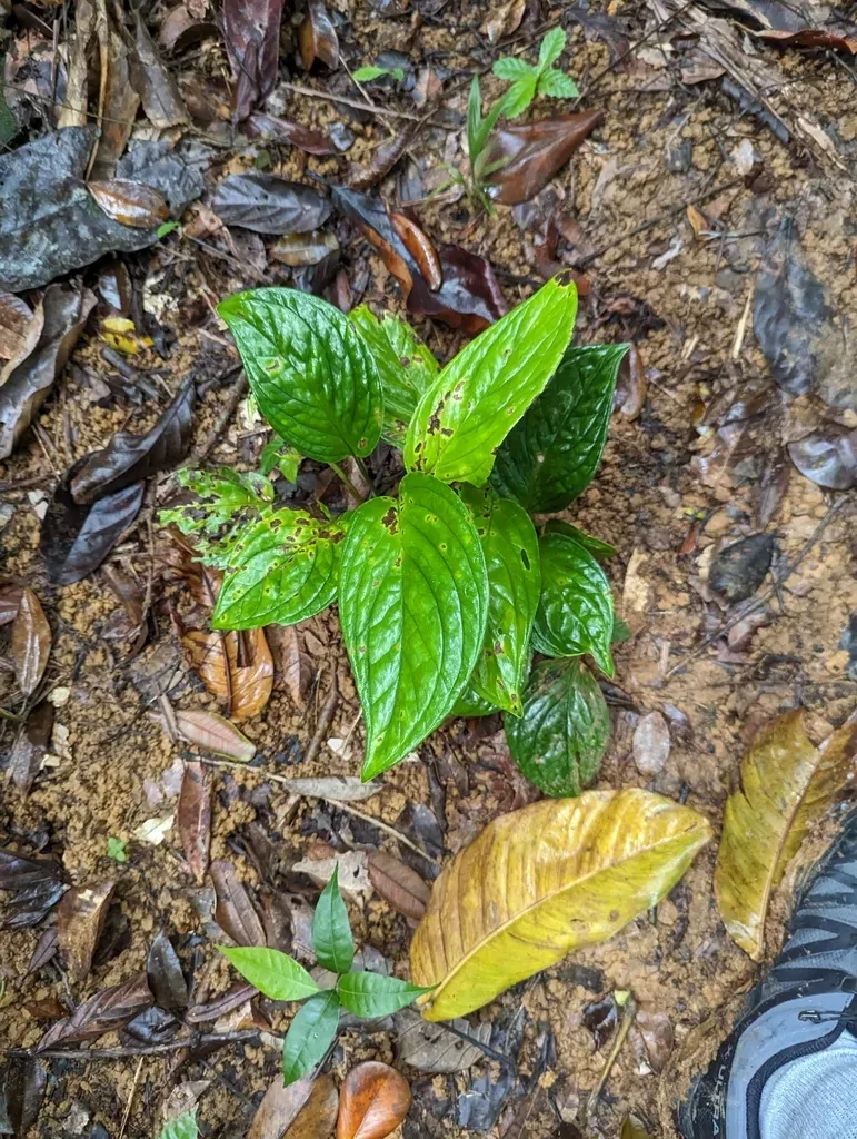 Monstera Pinnatipartita