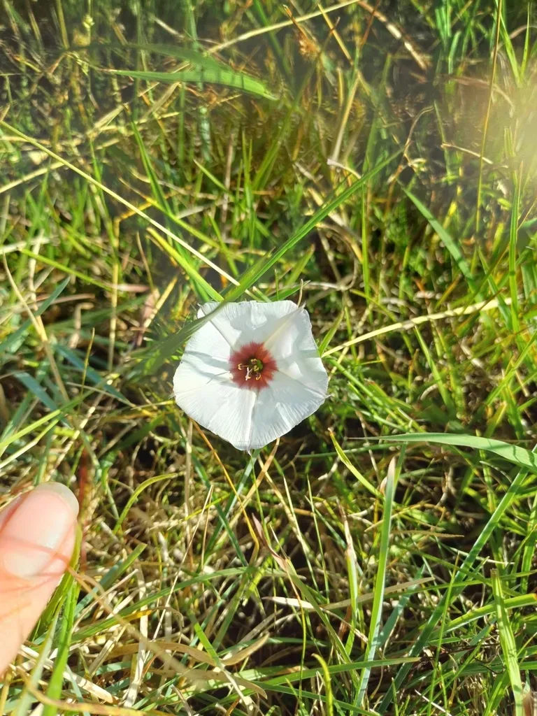 Convolvulus Laciniatus