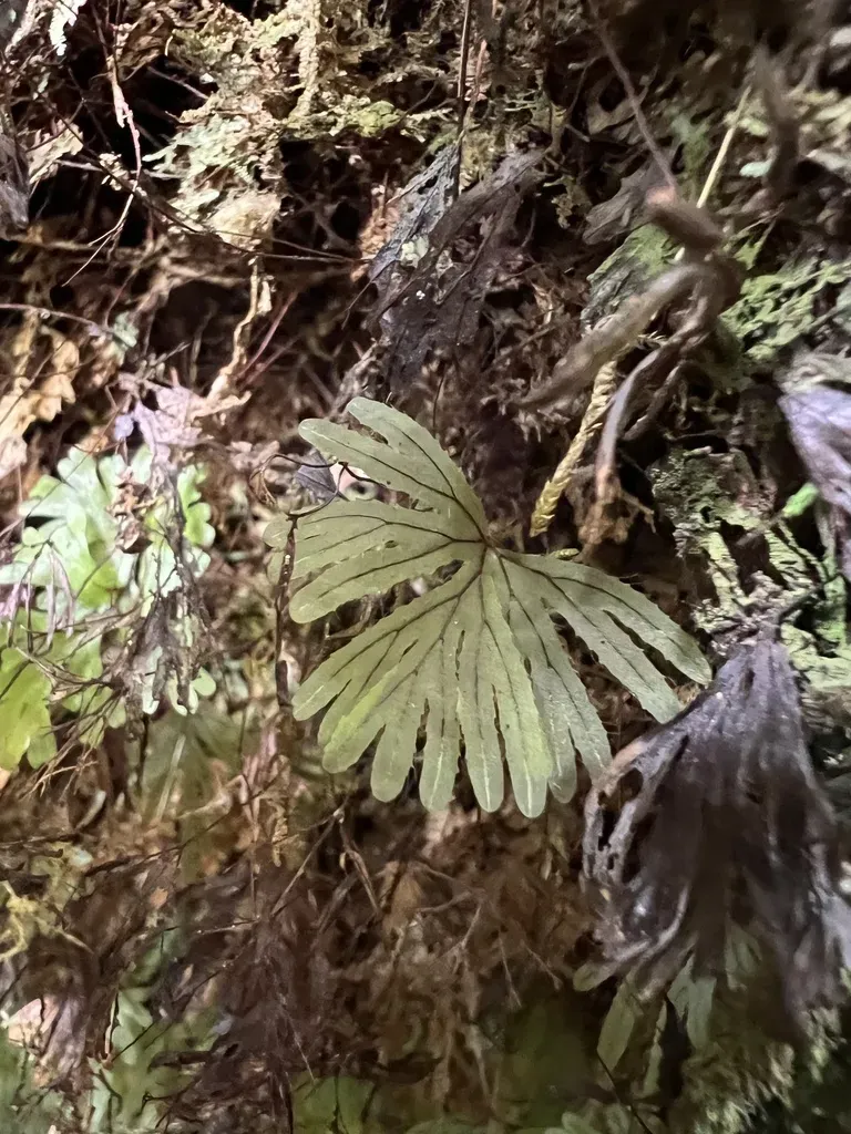 Hymenophyllum Lyallii