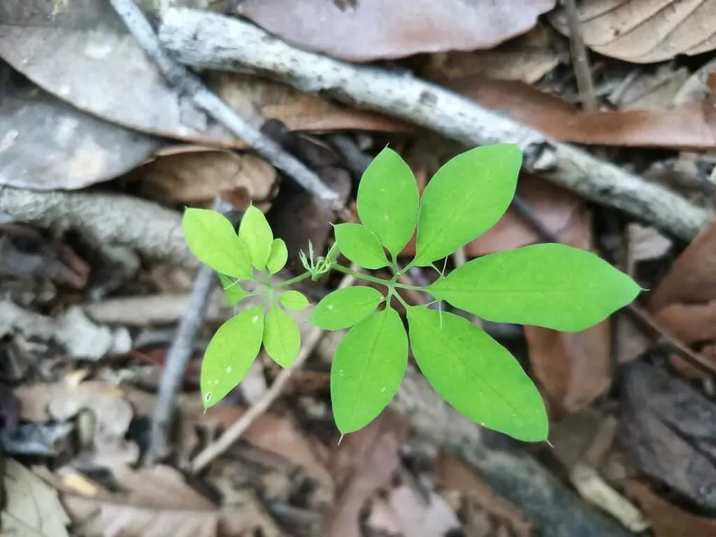 Passiflora Cirrhiflora