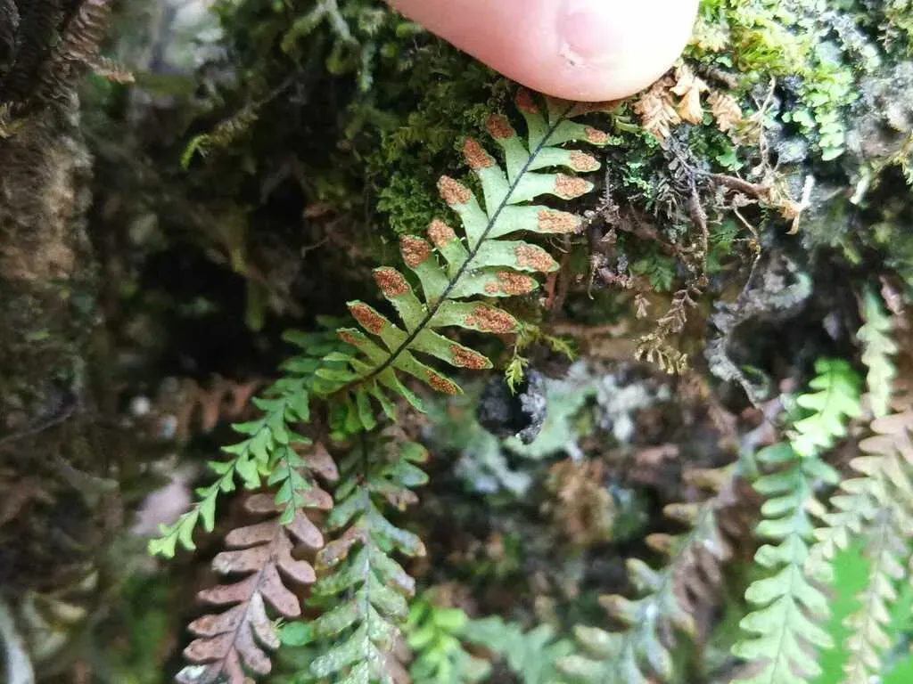 Lellingeria Suspensa