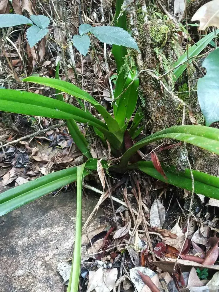 Phragmipedium Lindleyanum