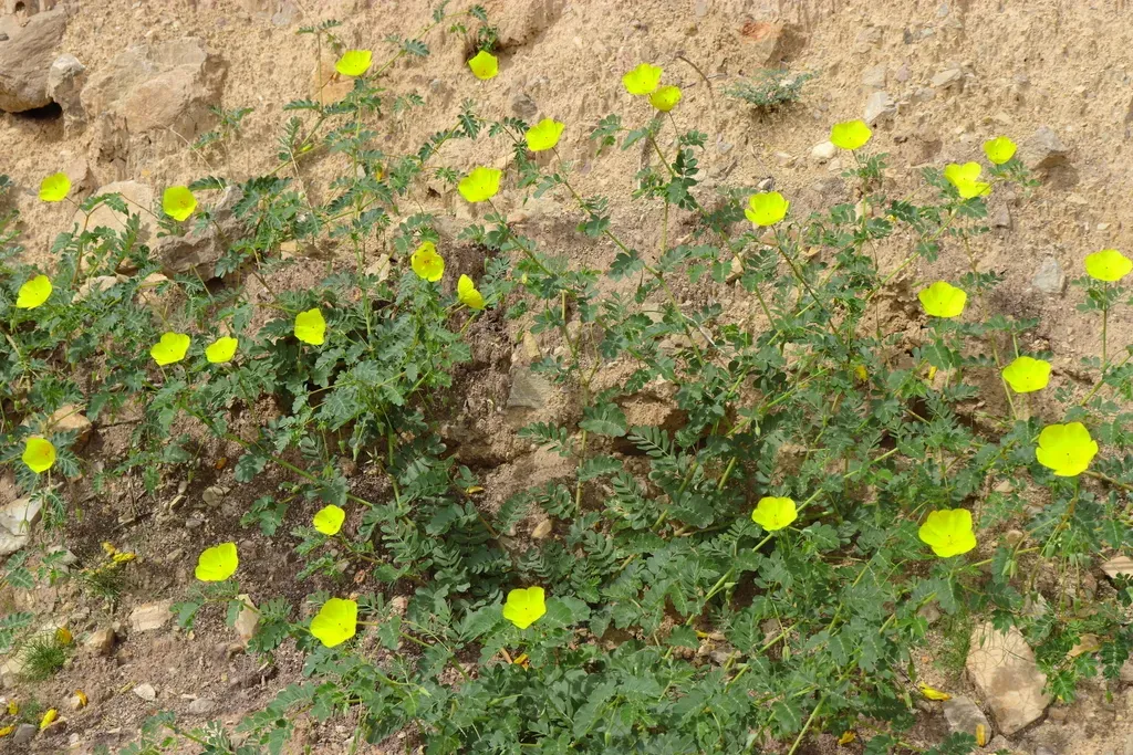 Kallstroemia Pennellii