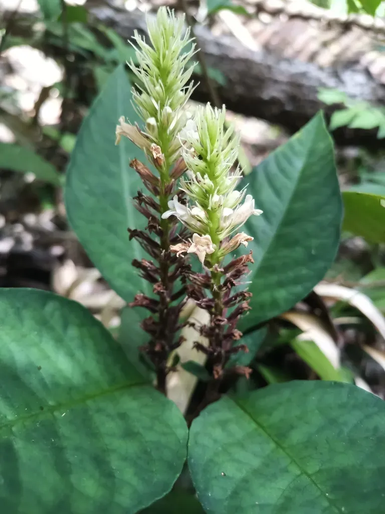 Staurogyne Guianensis