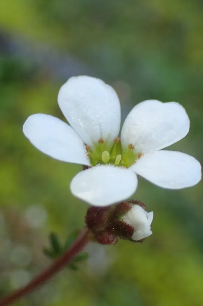 Saxifraga Dichotoma
