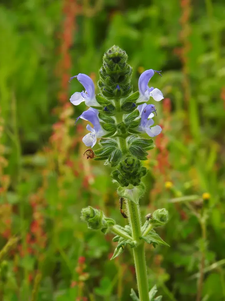 Tyrrhenian Wild Clary