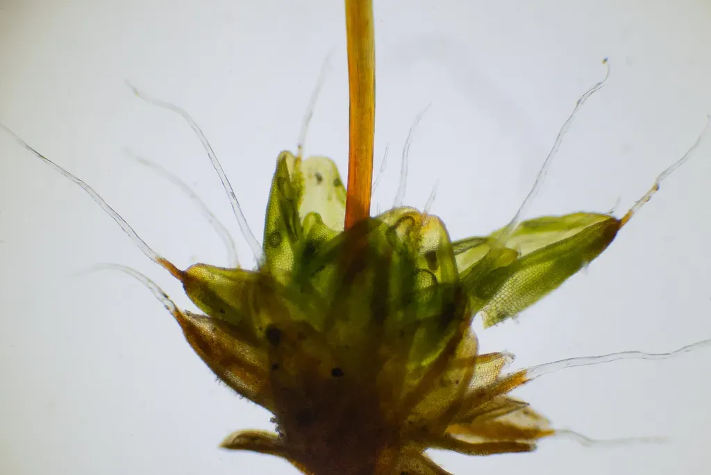 Crossidium Crassinervium