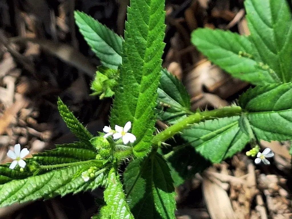 Caperonia Linearifolia