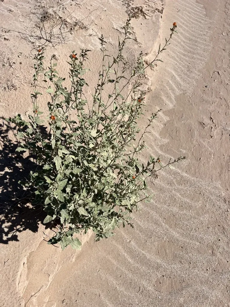Carrizo Creek Globemallow
