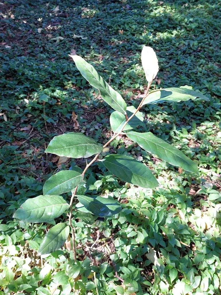 Ebbinge's Silverberry